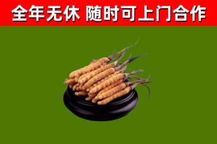 栖霞区烟酒回收冬虫夏草.jpg